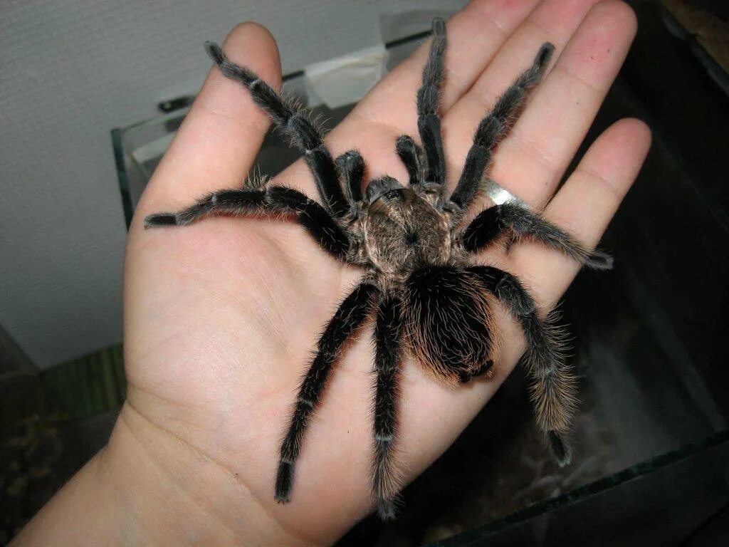 Паук птицеед содержание. Паук brachypelma albopilosum. бропихильпа альбопилосум. брахипельма альбопилосум. паук птицеед брахипельма альбопилосум.