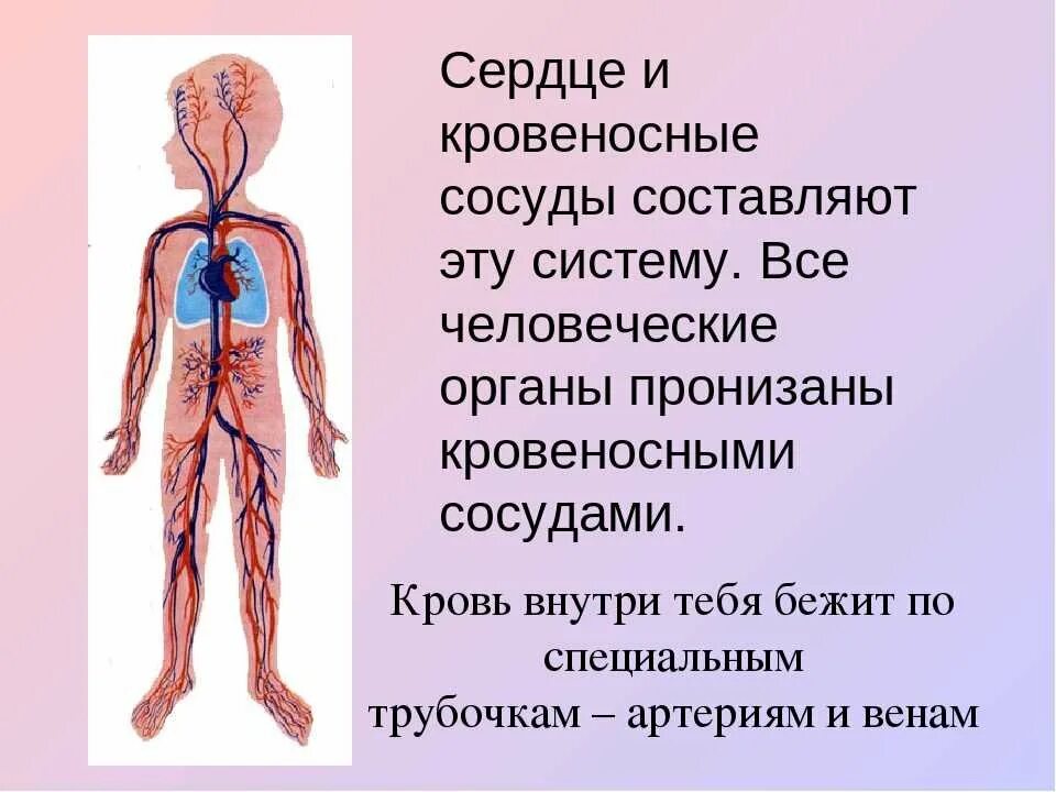 Кровь окружающий мир. Кровеносная система человека кратко 4 класс. Органы кровеносной системы человека 3 класс. Кровеносная система человека для детей. Сердце икровиносные сосуду.