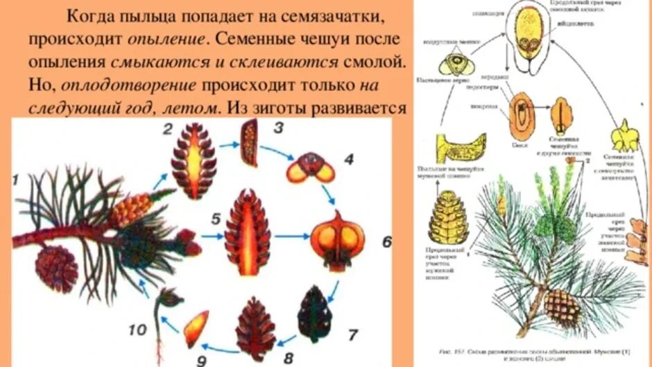 Где образуются семязачатки сосны