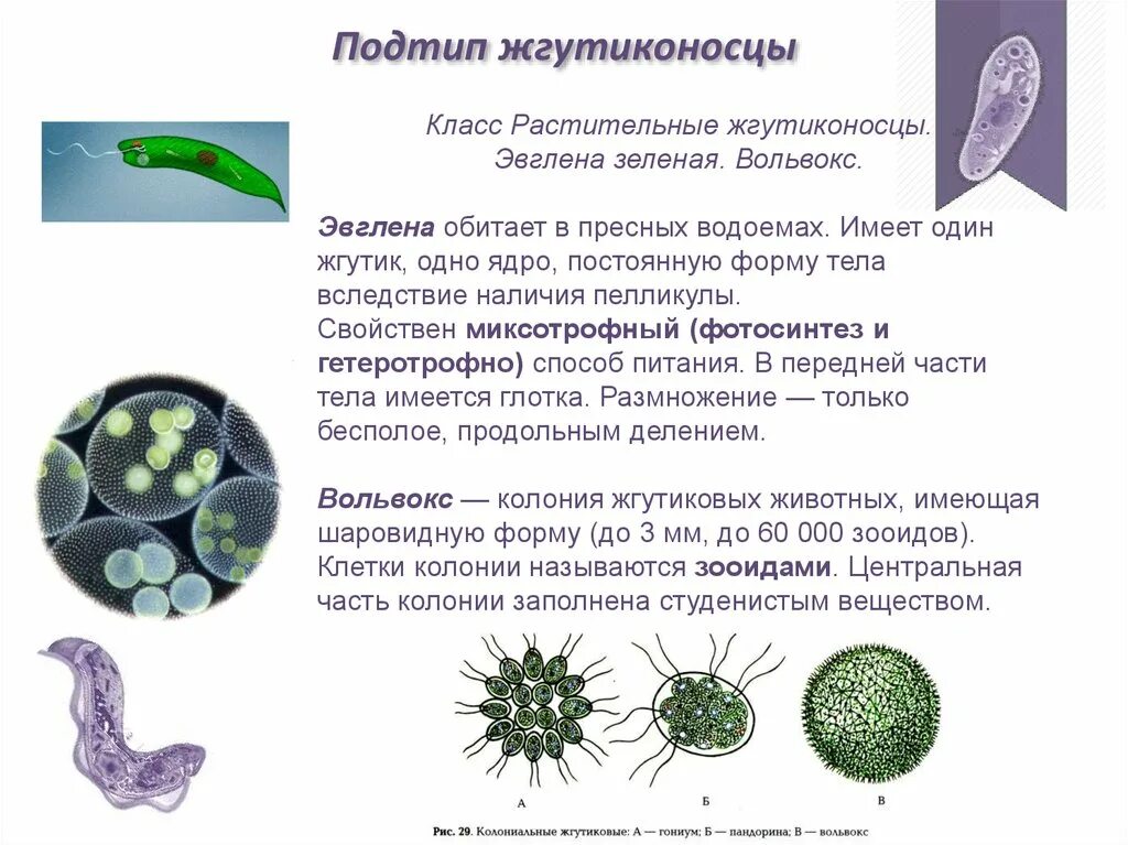 1 простейшие были открыты. Тип растительные жгутиконосцы представители. Жгутиконосцы вольвокс строение. Подтип жгутиконосцы представители. Класс класс жгутиконосцы жгутиковые.