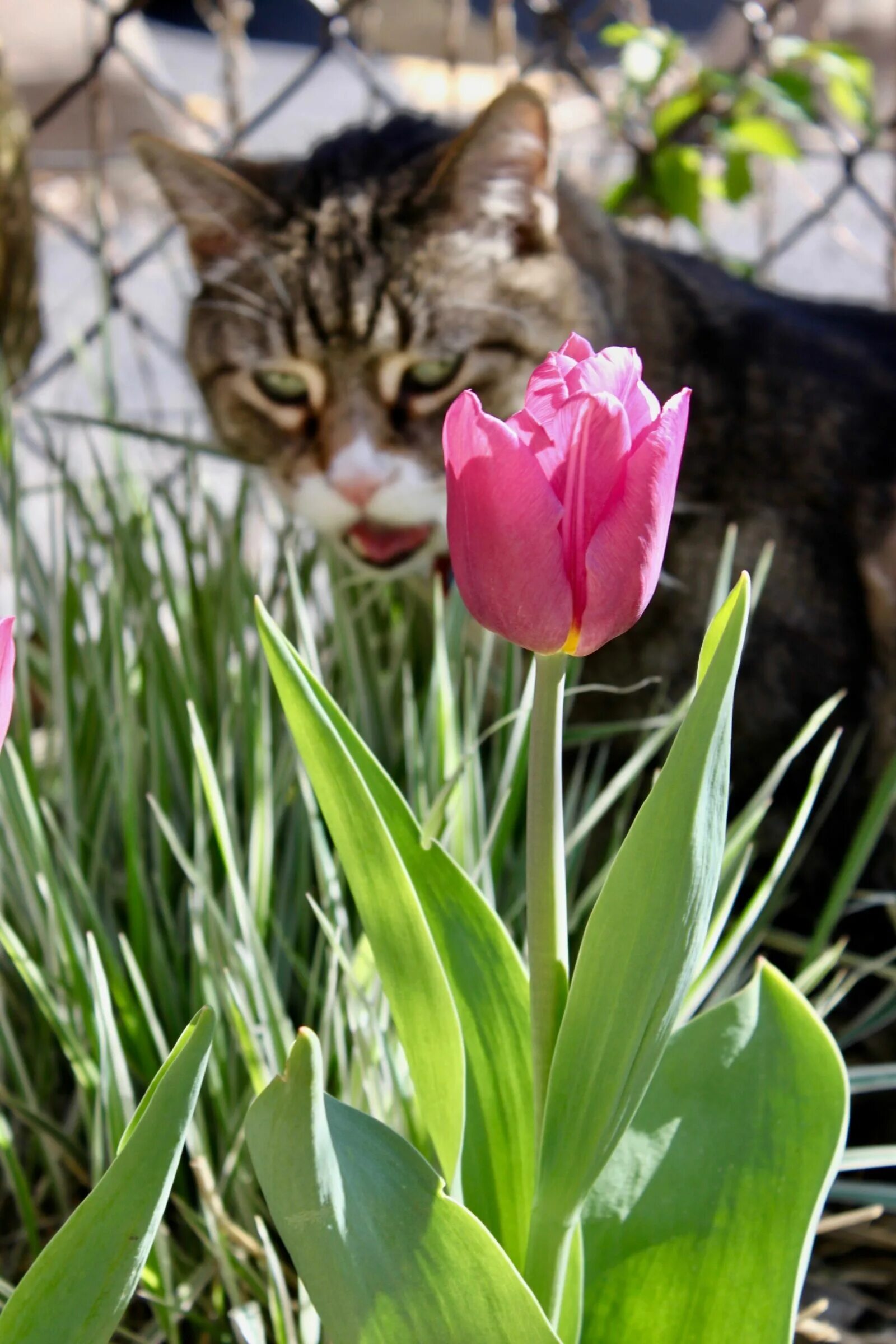 Котик с тюльпанами. Тюльпан Feline. Котенок с тюльпанами. Полосатые тюльпаны. Тигровые тюльпаны.