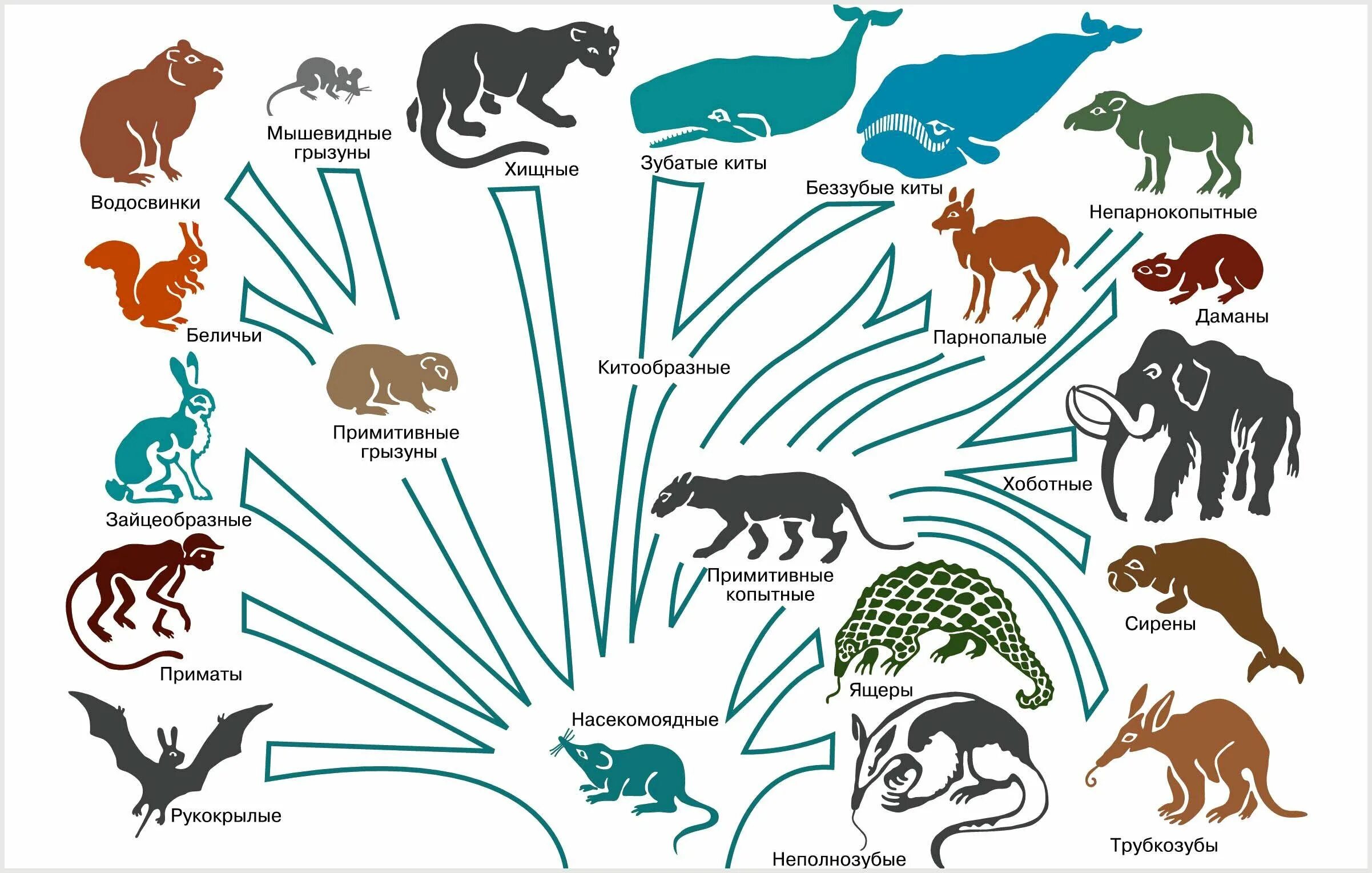 Филогенетическое Древо млекопитающих. Филогенетическое Древо хищных млекопитающих. Филогенетическое Древо рукокрылых.