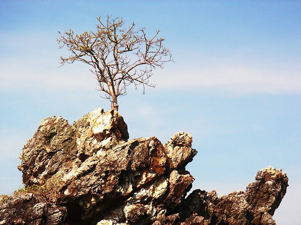 Дагдан дерево. Сосна на скале. Деревья на скалах. Дерево на скале. Чинара на скале