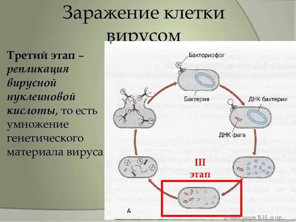 Нуклеиновые формы жизни