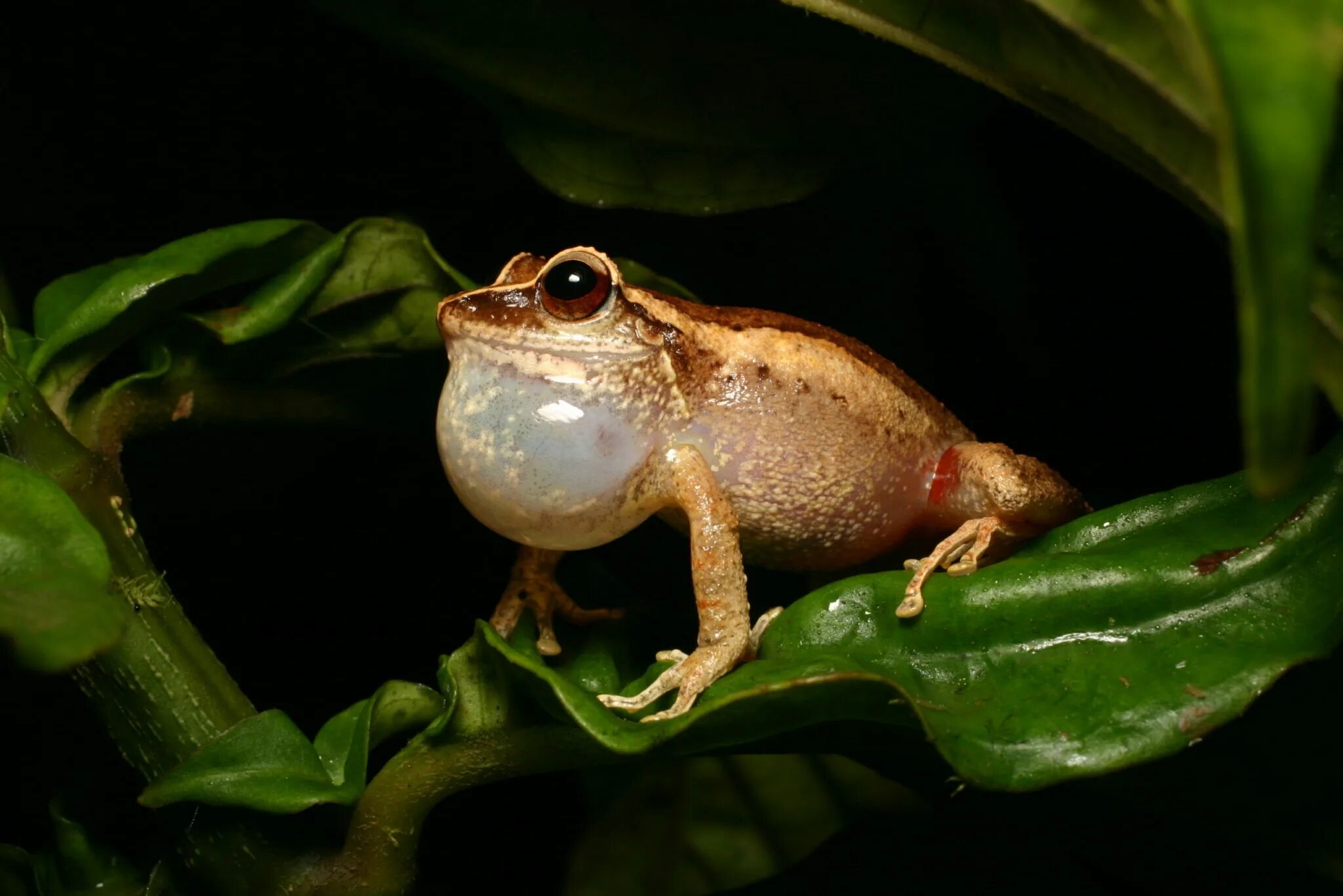 Пуэрто Рико лягушка. Лягушка Кокоа. Кубинская лягушка Кокоа. Eleutherodactylus Coqui. Земноводное у которого раньше всех заканчивается метаморфоз