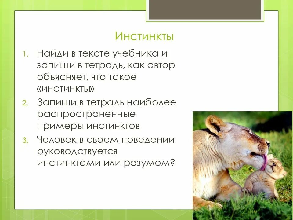 Примеры инстинктов у животных. Инстинкты животных презентация. животные инстинкты у человека. инстинкт для презентации. примеры инстинктов.
