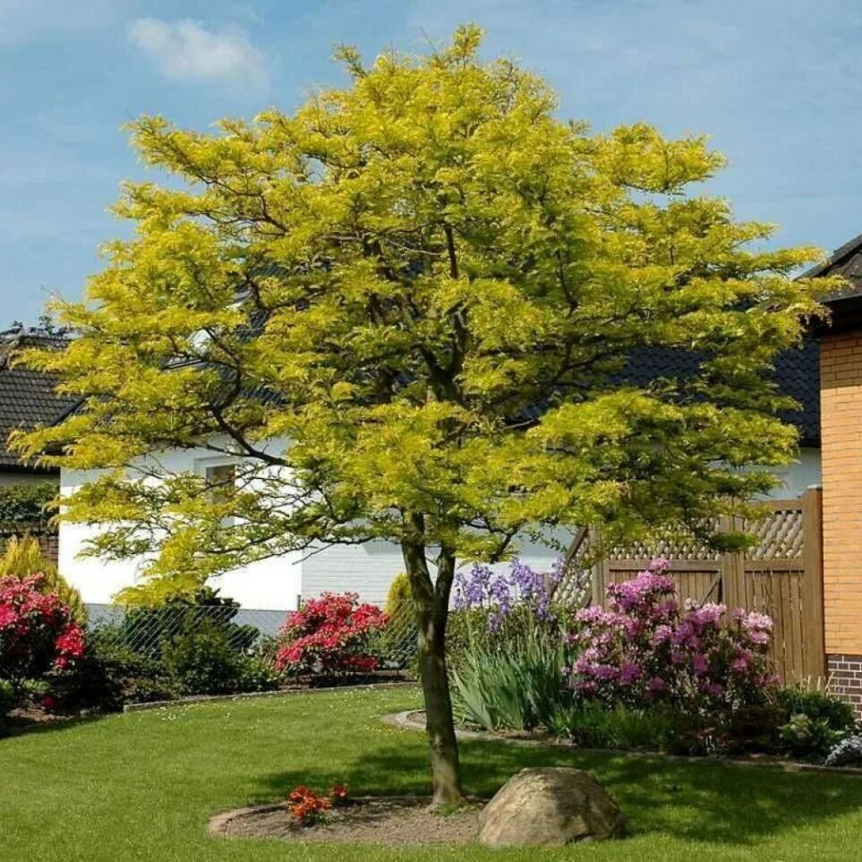 Катальпа бигнониевидная (catalpa bignonioides). Деревья в саду. Японский клен гиннала. Неприхотливые деревья для сада. Неприхотливые деревья для сада.