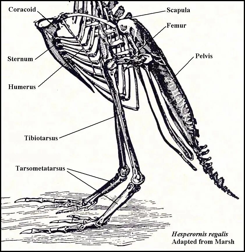Коракоид Воронья кость. Коракоид у лягушки. Скелет птицы коракоид. Скелет кошки коракоид.