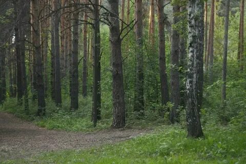 Лесное тюменская область