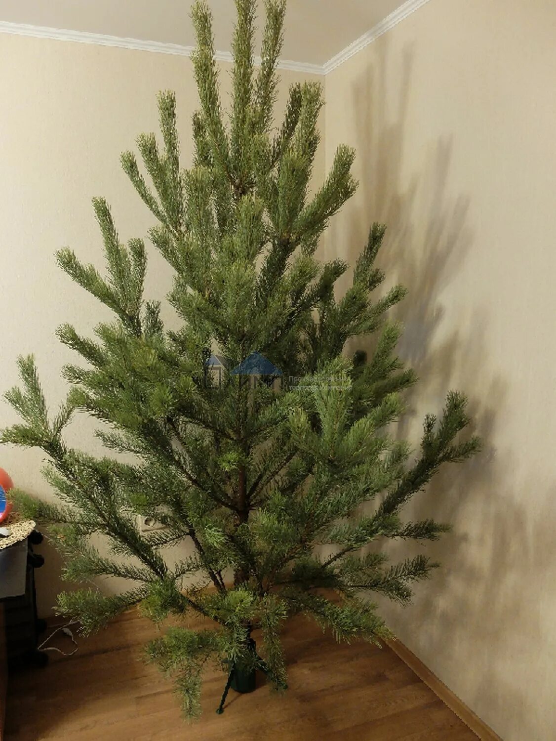 почему елка зеленая круглый год. пихта фрезера наряженная. настоящая сосна на новый год. сосна на новый год живая. как выбрать сосну на новый год.