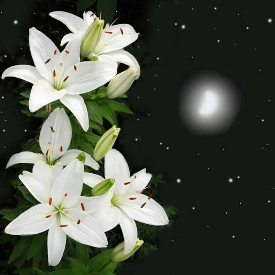 Лилия цветок. Красивые лилии. Лилии ночью. Белые лилии ночью. Ночная лилия
