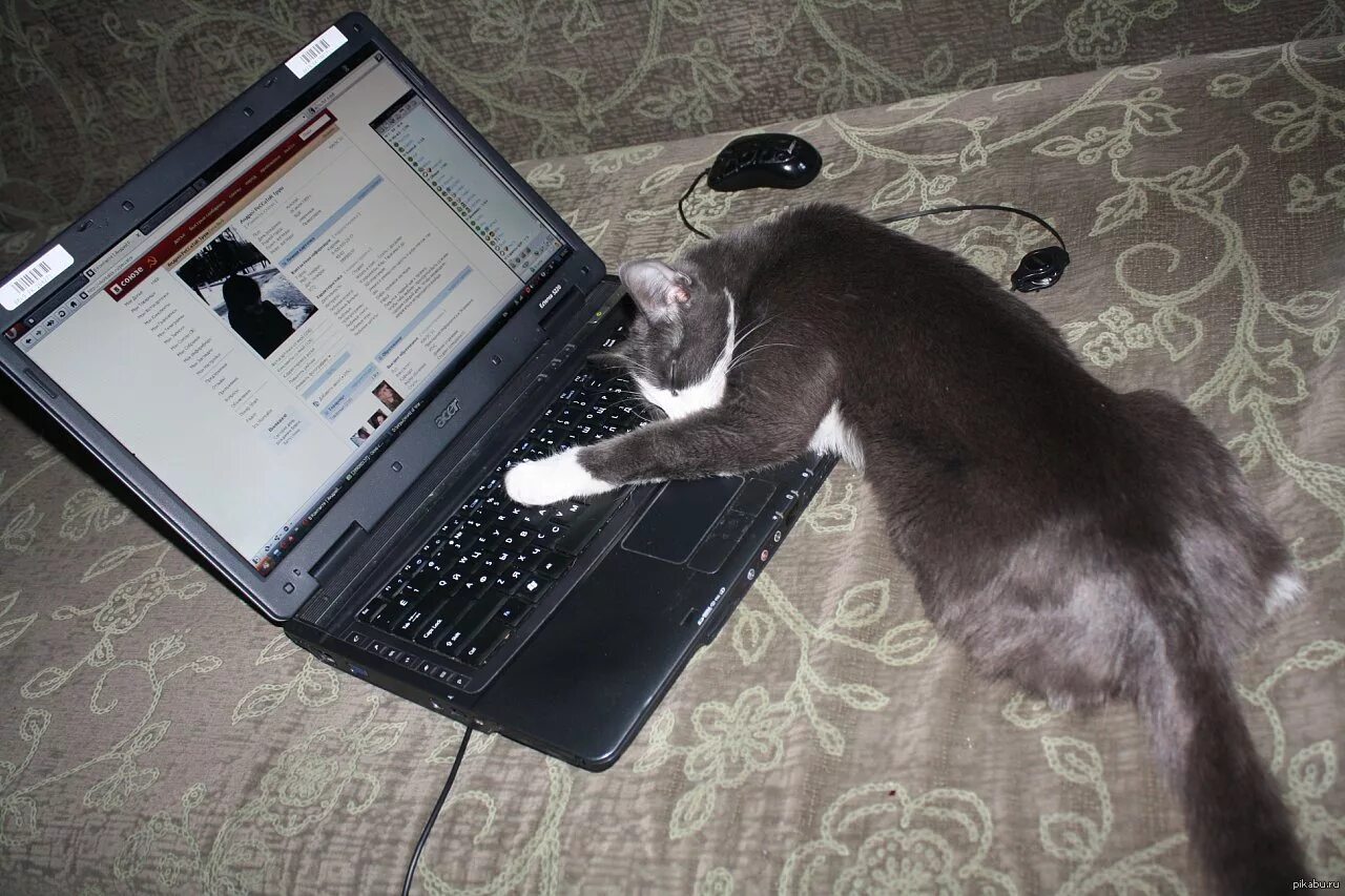 Уставший кот. Кот с ноутбуком. Уставший котик с ноутбуком. Ноутбук уставший котик язык.