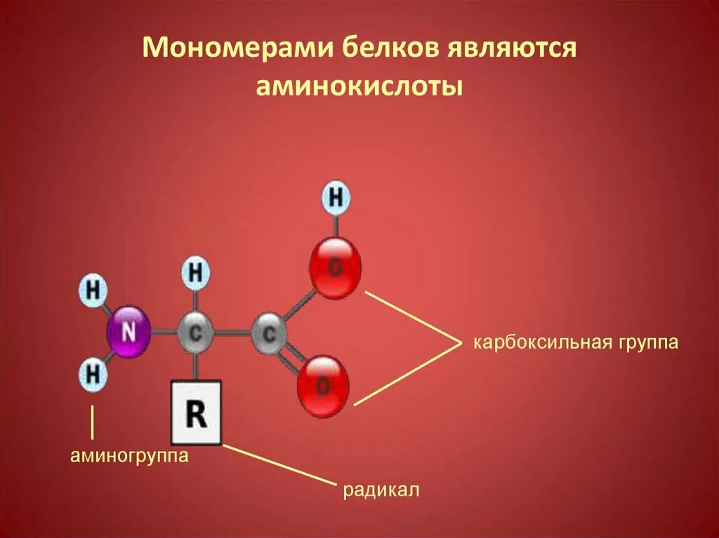 Мономеры простых белков. Мономерные звенья белков. Строение мономера протеинов. Аминокислоты являются мономерами. Маломерными звеньями пептидов и белков являются.