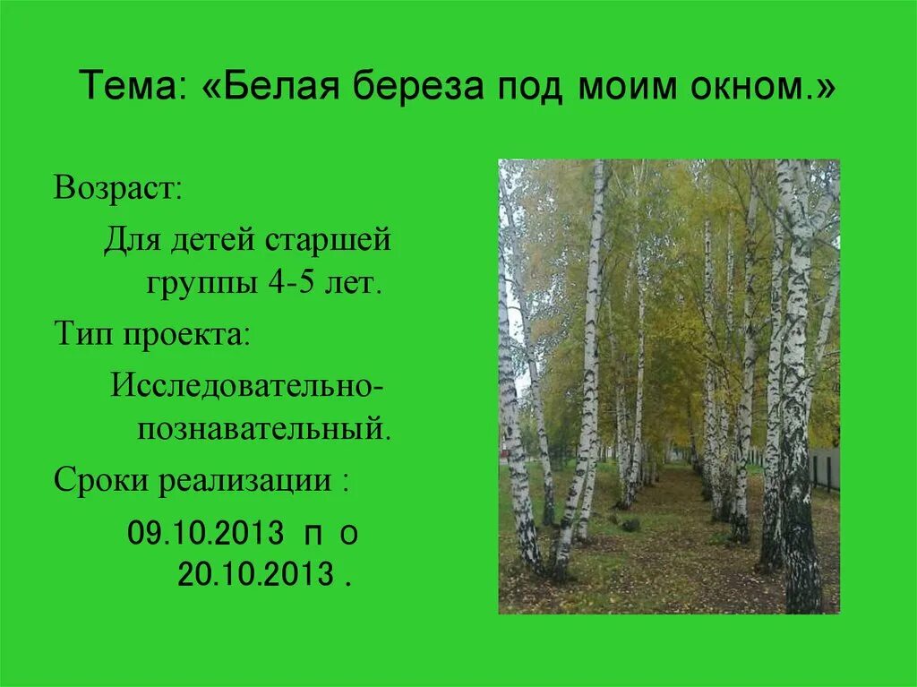 Березка перевод. Роль березы в природе. Проект на тему белая береза. Роль березы в жизни человека. Береза обобщение.