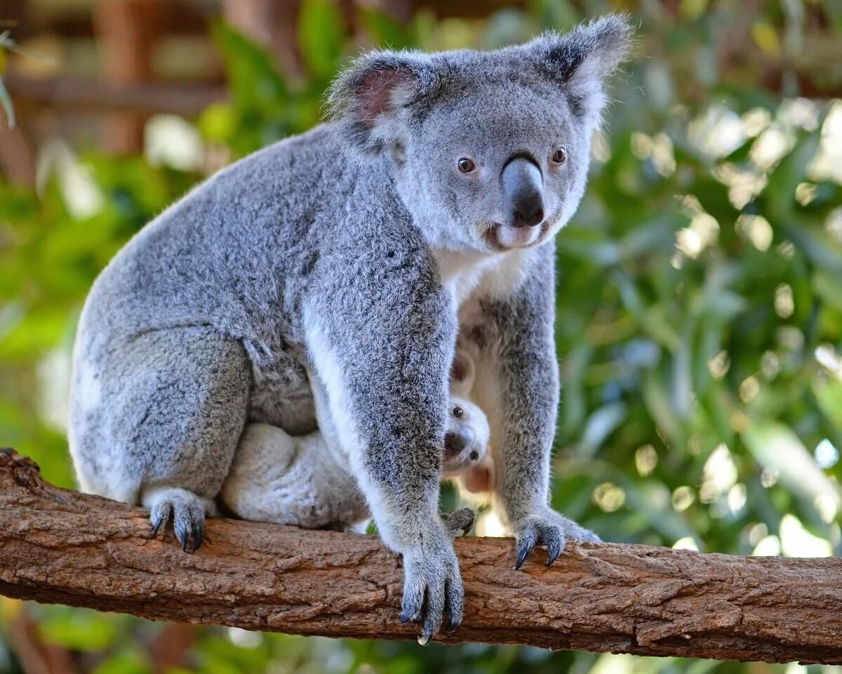 Коала сумчатое. Сумчатый мишка коала. Австралия сумчатые коала. Карликовая коала. Австралийская коала