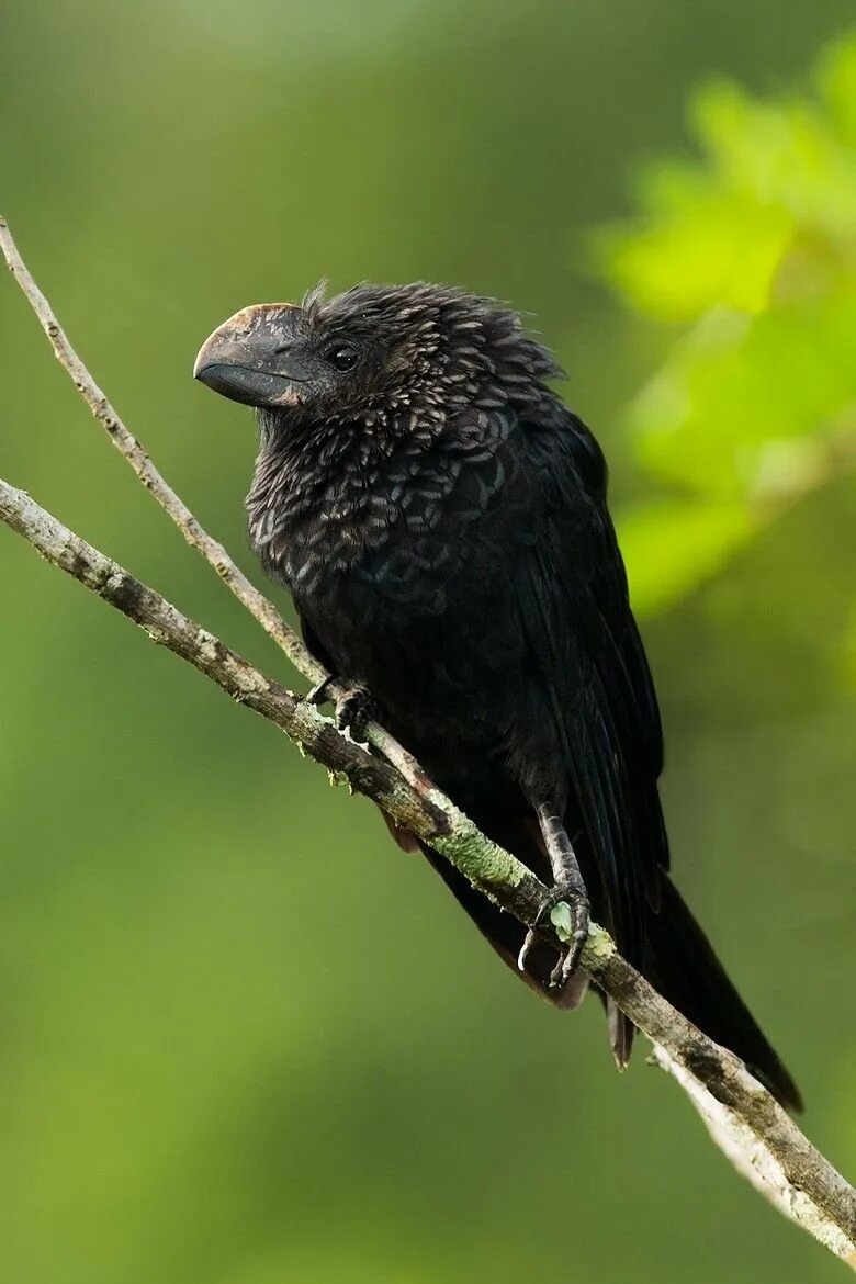 Маленькие темные птицы. Черная птичка. Маленькая черная птичка. Кудрявая птица. Маленькая черная птичка с черным клювом.