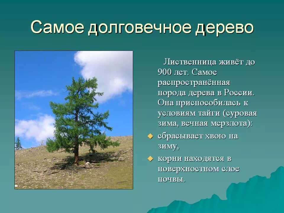 Какое дерево является самым распространенным. Самое долгоживущее дерево. самое долговечное дерево. интересные факты о лиственнице. самые выносливые деревья.