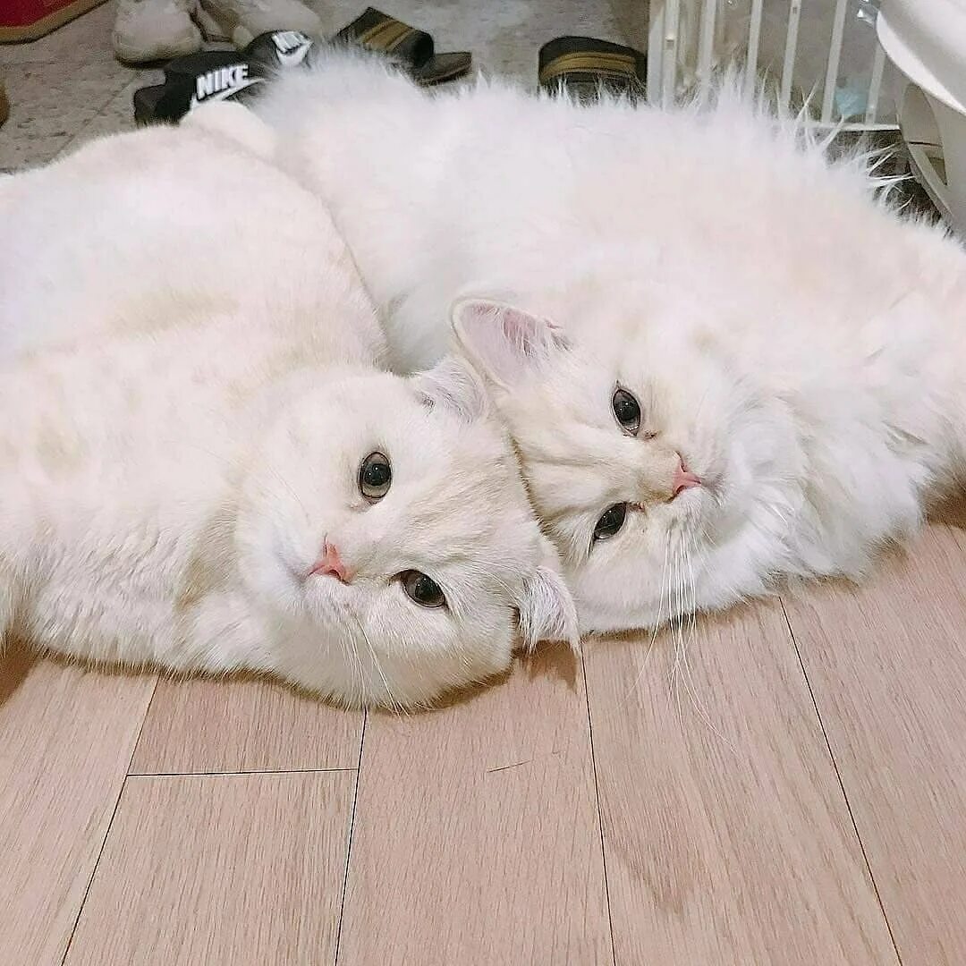 Лп кот. Милые коты. два пушистых котенка. парные котики. милые котики 2.