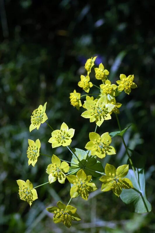 Володушка золотистая. Володушка золотистая (Bupleurum Aureum). Володушка золотистая Bupleurum Aureum Fisch. Ex Hoffm.. Володушка Болотная.