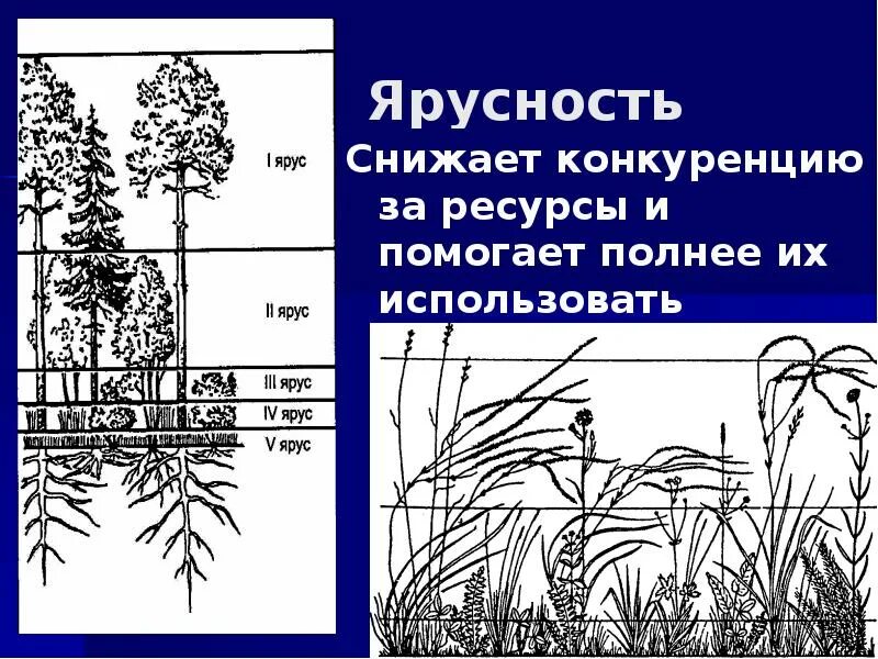 Чем характеризуется биоценоз смешанного леса ярусность плохой. Ярусность фитоценоза. Ярусность лесного биоценоза. Ярусность растительного сообщества. Надземная ярусность в растительном сообществе.