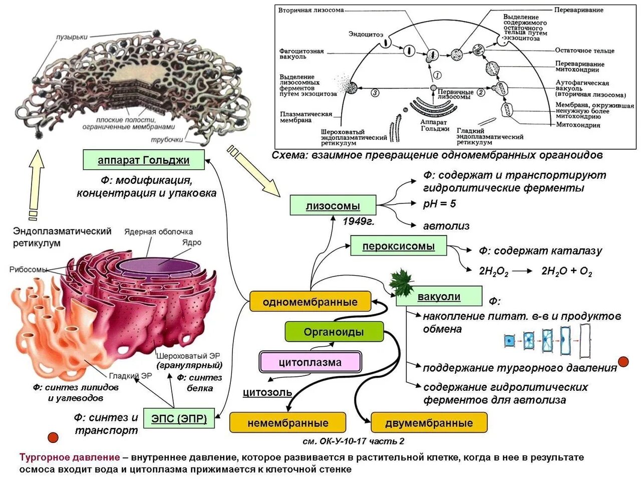 Подготовка к синтезу. Органоиды клетки ЕГЭ. Строение органоидов клетки ЕГЭ биология. Органоиды клетки схема 10 класс. Схема мембранные структуры клетки ЕГЭ биология.