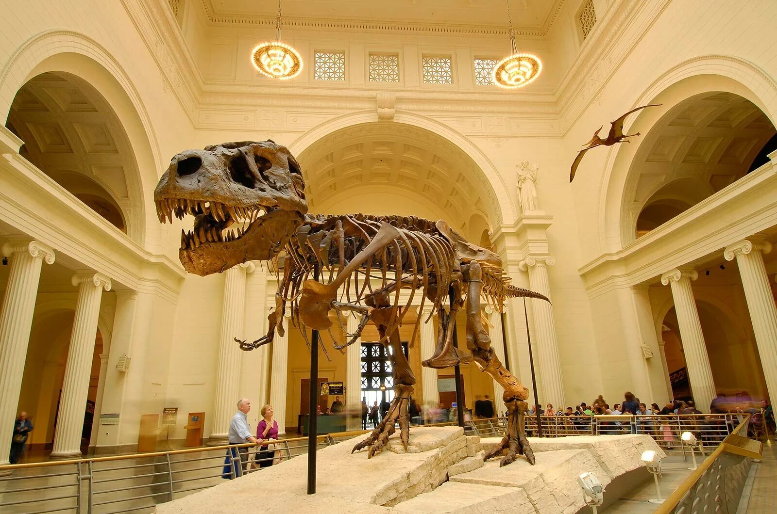 Going to museum. Ночь в музее экспонаты. Музеи за границей. Динозавр в музее вертикальное. Эрмитаж экскурсия в зал динозавров.