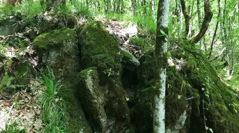 Кал сочи