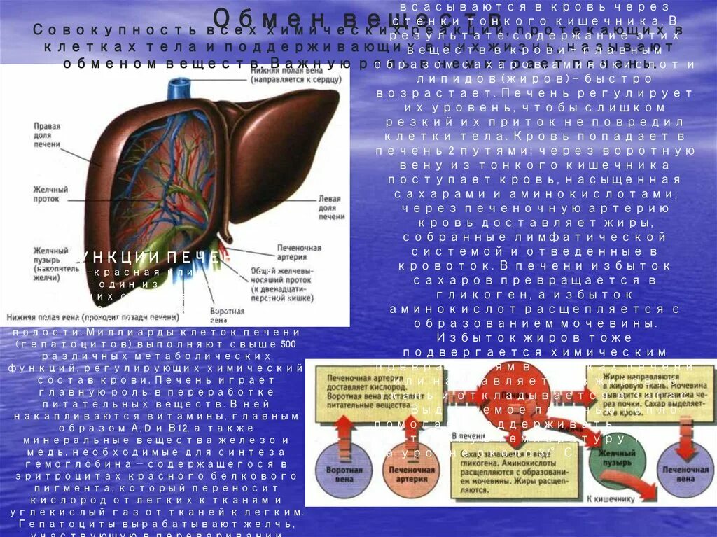 Роль печени. Печень выделяет в кровь