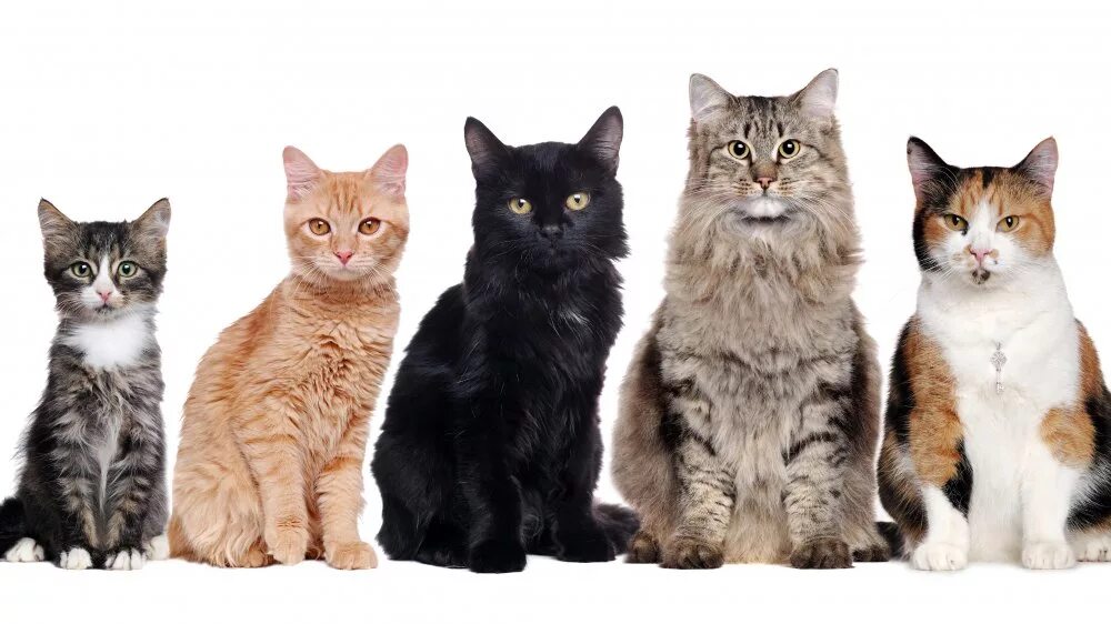 Кот в разном возрасте. Разные кошки. котики разных пород. разные породы кошек. коты разных цветов.