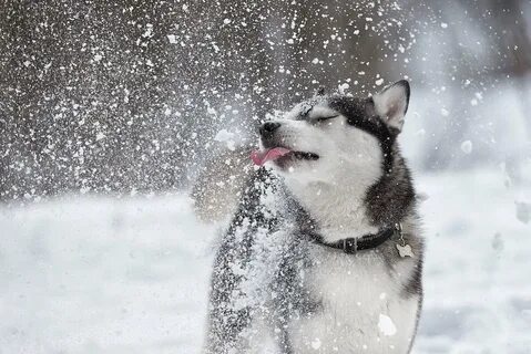 17 dog