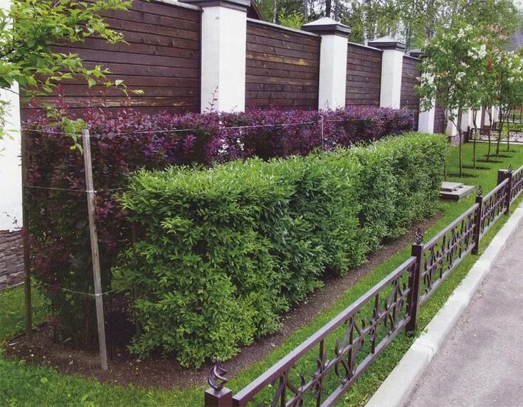 Хвойные композиции в ландшафтном дизайне вдоль забора - 68 фото