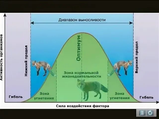 Диапазон выносливости это. Интенсивность действия фактора. Интенсивность факторов среды. Зона нормальной жизнедеятельности. Интенсивность действия факторов среды.