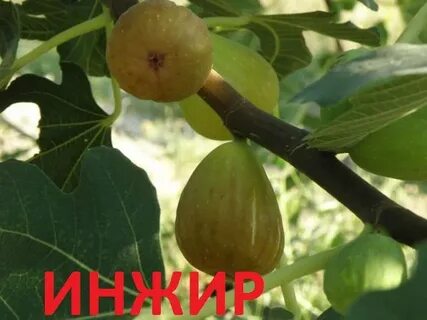 Сорт инжира брунсвик
