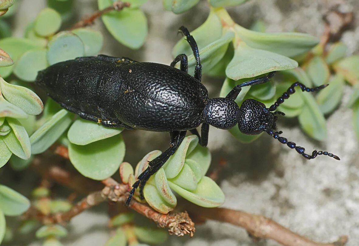 Черные жуки фото. Meloe proscarabaeus. Караканский черный Жук. Черный продолговатый Жук. Майка обыкновенная Meloe proscarabaeus.