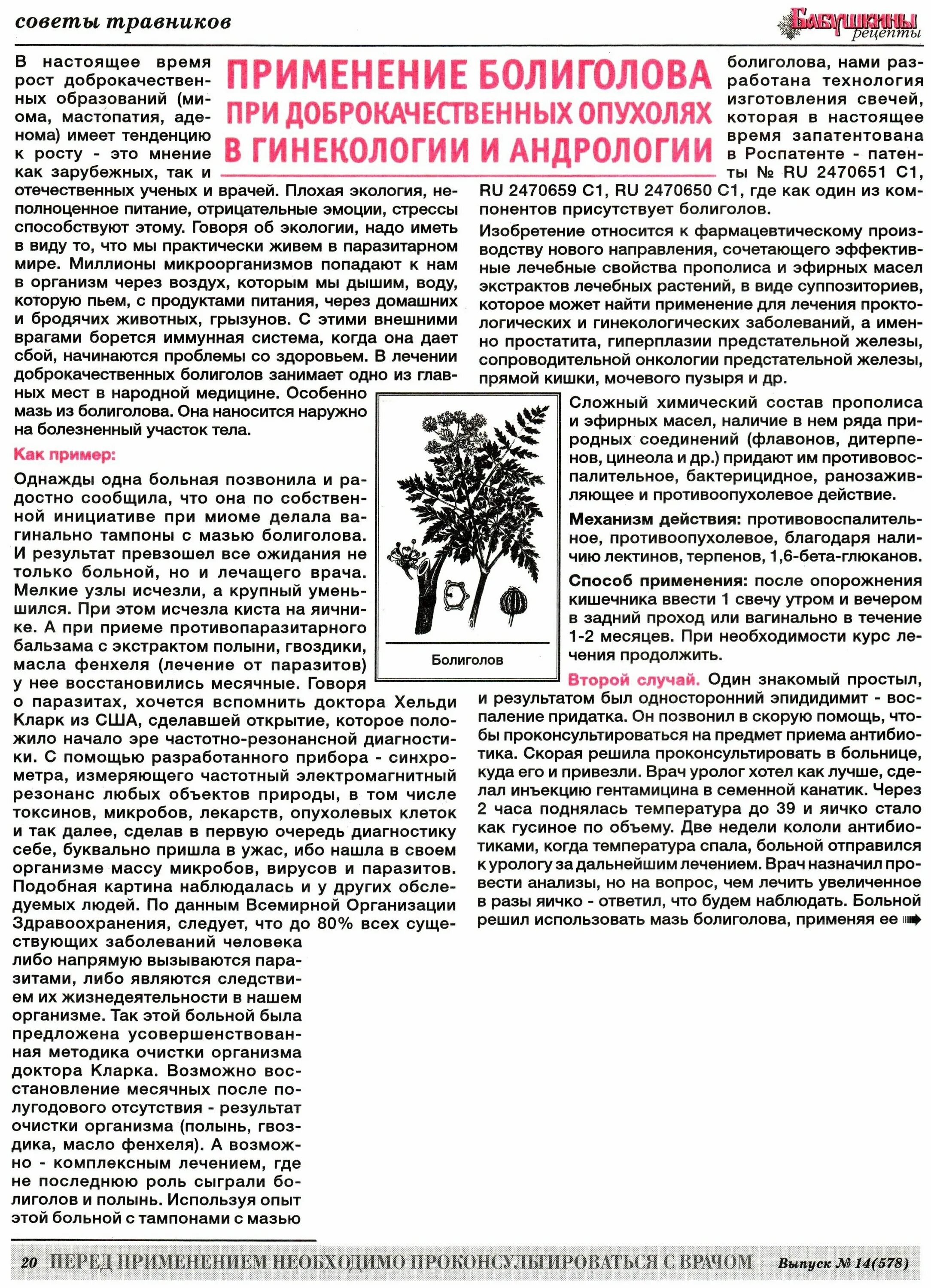 Как принимать болиголов при онкологии. Лекарственные травы при онкозаболевании. Сборы трав беловодье. Схема приема настойки болиголова. Как принимать болиголов при онкологии.