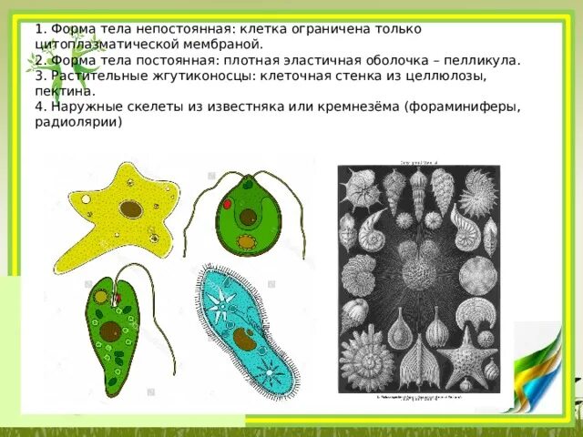 Непостоянная форма тела. Форма тела постоянная. Непостоянная форма клетки. Форма тела постоянная непостоянная. Какую форму имеет простейшие