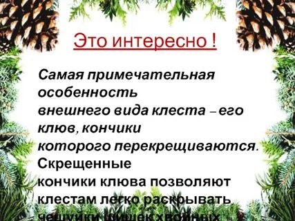 Изложение клесты 3 класс