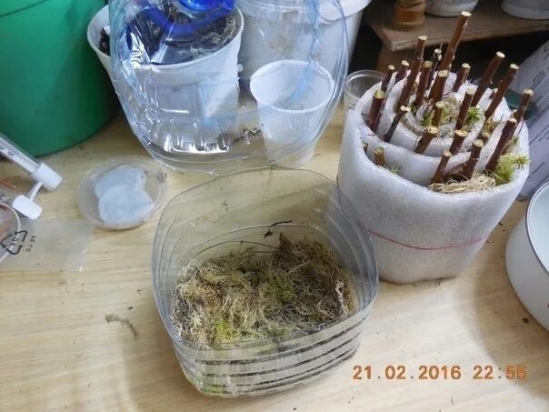 Сфагнум укоренение. Черенки в мох сфагнум. черенки сирени в воде. черенки в бутылке. укоренение черенков в улитке.