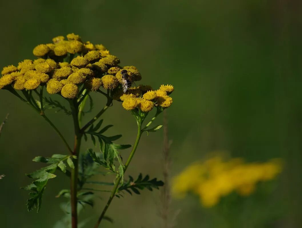 Пижма раст сем сложноцветных. ). Пижма раст сем сложноцветных. Пижма раст сем сложноцветных. ).
