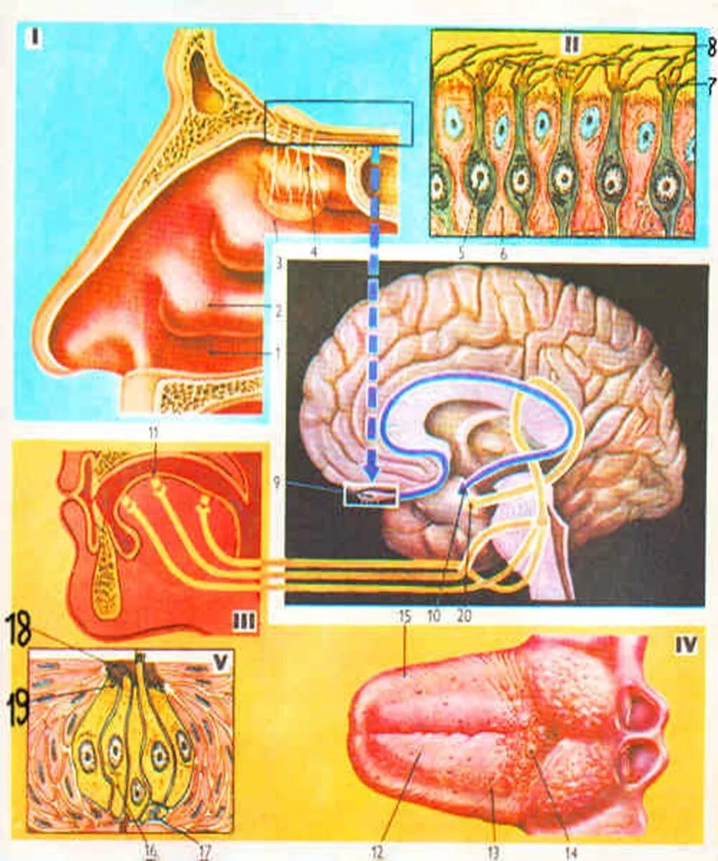 Обонятельный анализатор 8 класс биология. Зрительный слуховой вкусовой обонятельный осязательный анализатор. Обонятельный анализатор строение. Обонятельная сенсорная система анатомия человека. Обонятельный проводниковый отдел