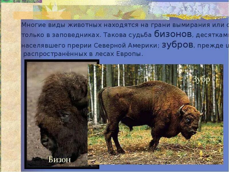 Почему существует много видов животных. Влияние человека на диких животных. влияние человеческой деятельности на диких животных. какие животные находятся в опасности.