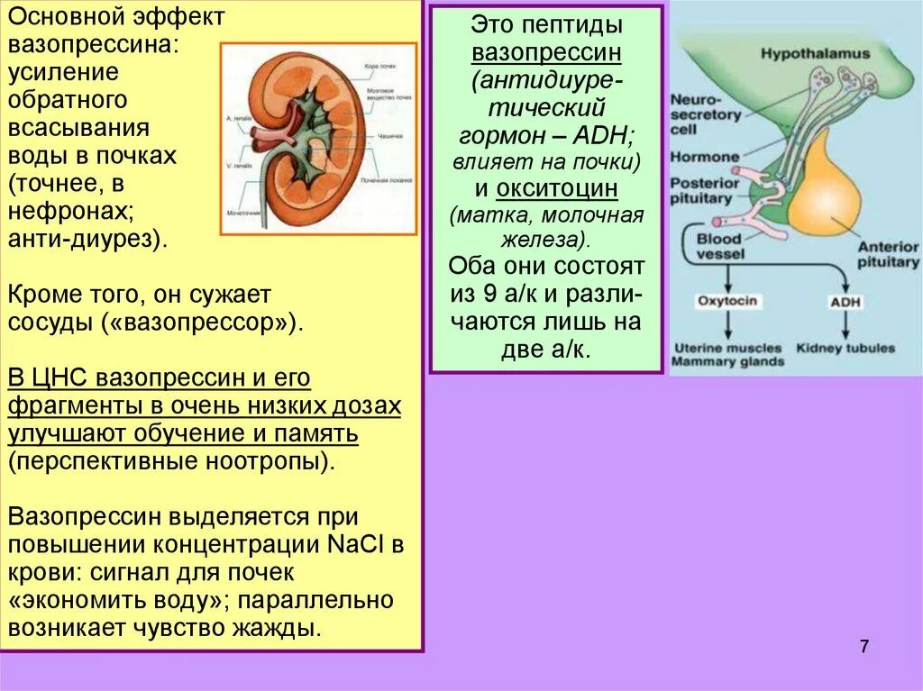 Антидиуретический гормон гипофиза. Вазопрессин гормон гипофиза. Антидиуретический гормон вазопрессин. Вазопрессин в почках:. Влияние вазопрессина на почки.