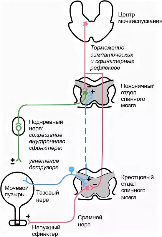 Рефлекторная дуга мочеиспускательного рефлекса. Рефлекторная дуга мочеиспускания схема. Рефлекторная дуга безусловного рефлекса мочеиспускания схема. Рефлекторную дугу безусловного мочеиспускательного рефлекса.. Раскройте механизмы регуляции мочеиспускания