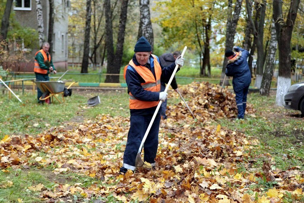 Когда убирают листву