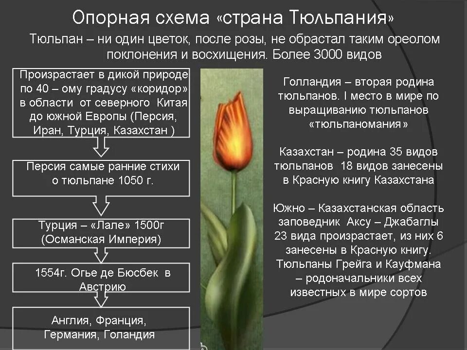 Факты о тюльпанах. Описание тюльпана строение. Описание цветка тюльпана. Строение цветка тюльпана. Особенности строения тюльпана.