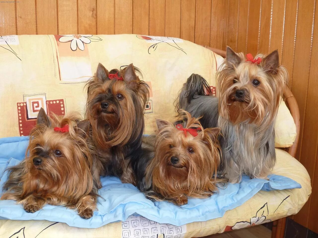 йоркширский терьер беби. каталог йорка. йекштерьерский терьер. каталог йорка. йоркширский терьер.