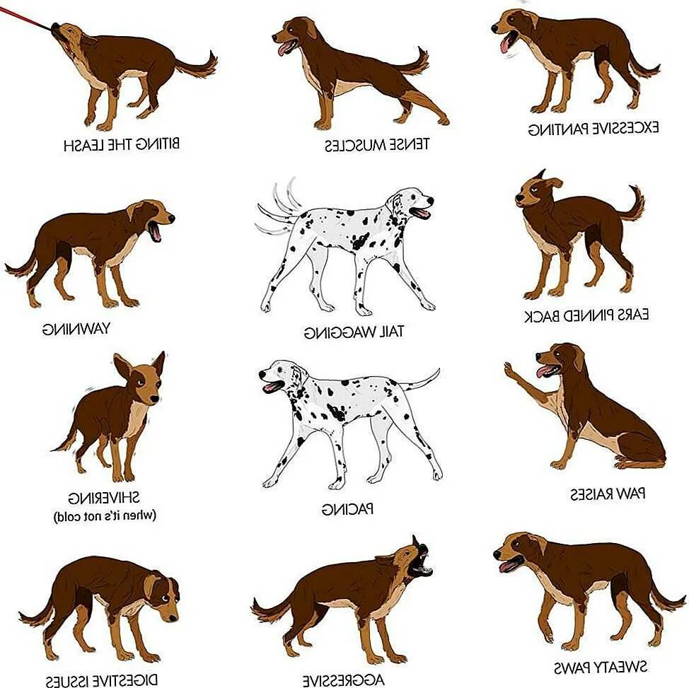 Почему собака чувствует. Поведение собак. Типы поведения собак. Араедение собак. Сигналы стресса у собак.