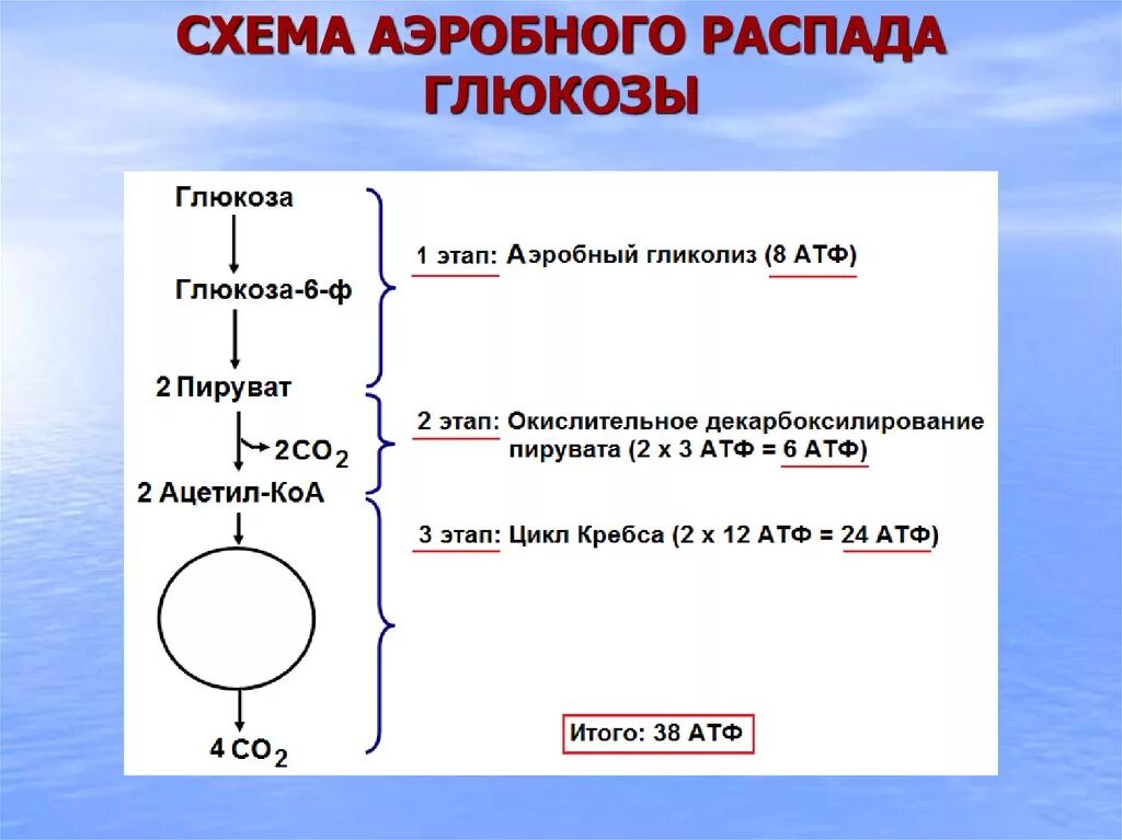 Общая схема распада Глюкозы биохимия. Напишите схему аэробного распада Глюкозы. Схема аэробного окисления Глюкозы. Схема полного распада Глюкозы до co2 и h2o биохимия. Установите последовательность этапов окисления крахмала