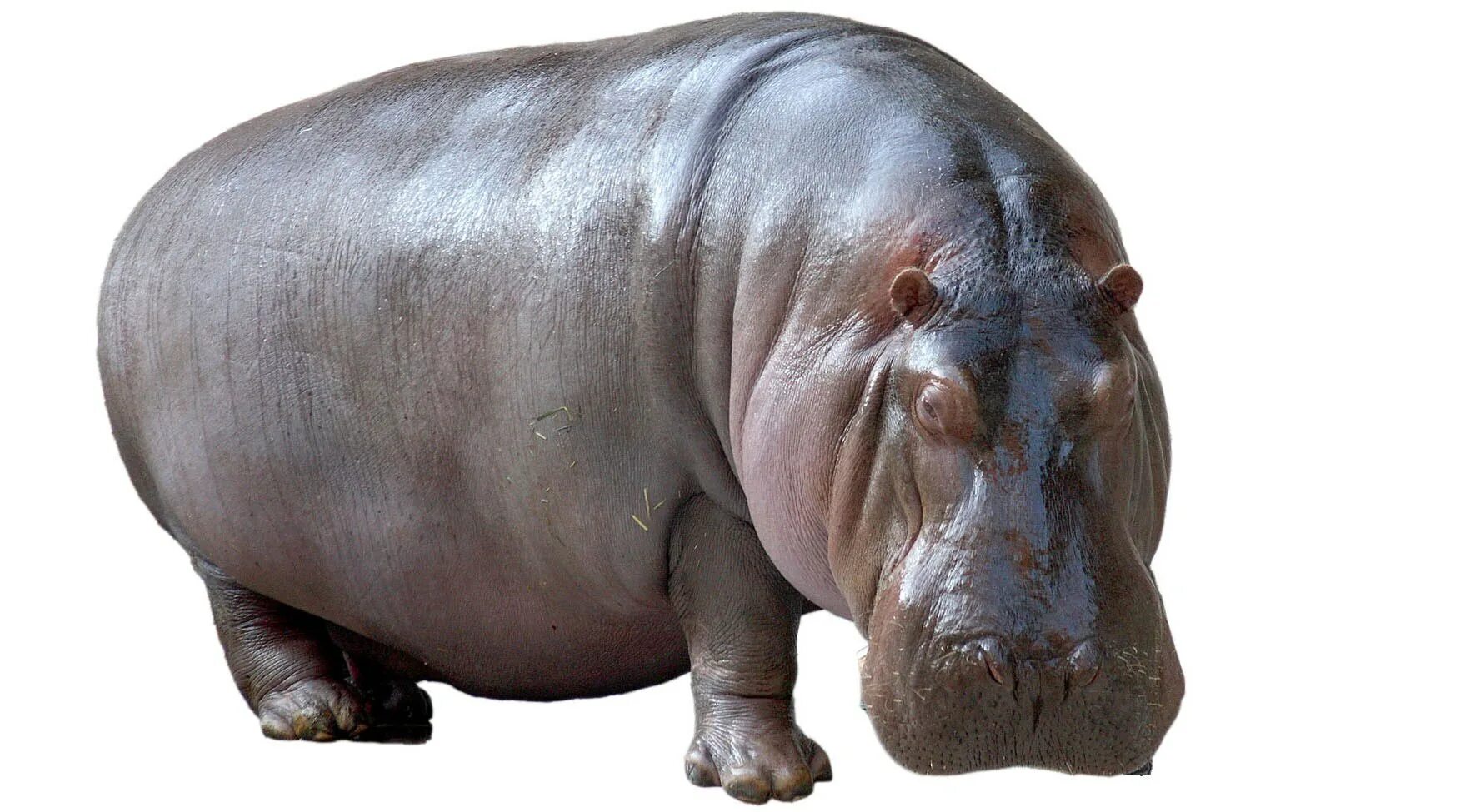 Бегемот аи сайт отзывы. Бегемот hippo. бегемот на белом фоне. гиппопотам на белом фоне. бегемот на прозрачном фоне.