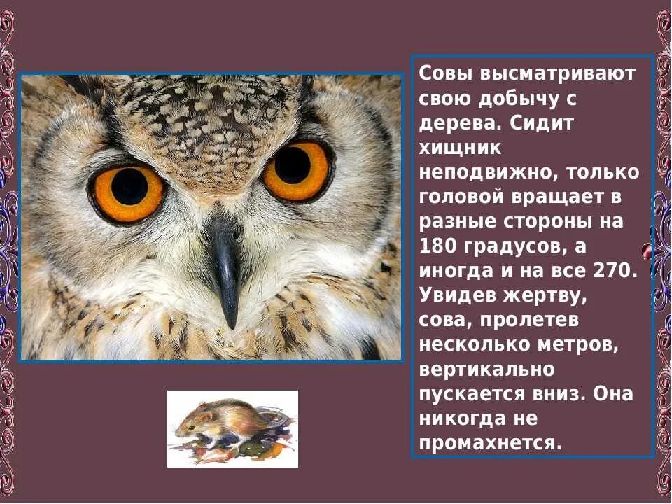 Загадка про сову для детей. Сова для детей. Загадка про Филина. Загадки для детей Сава. Текст про сову